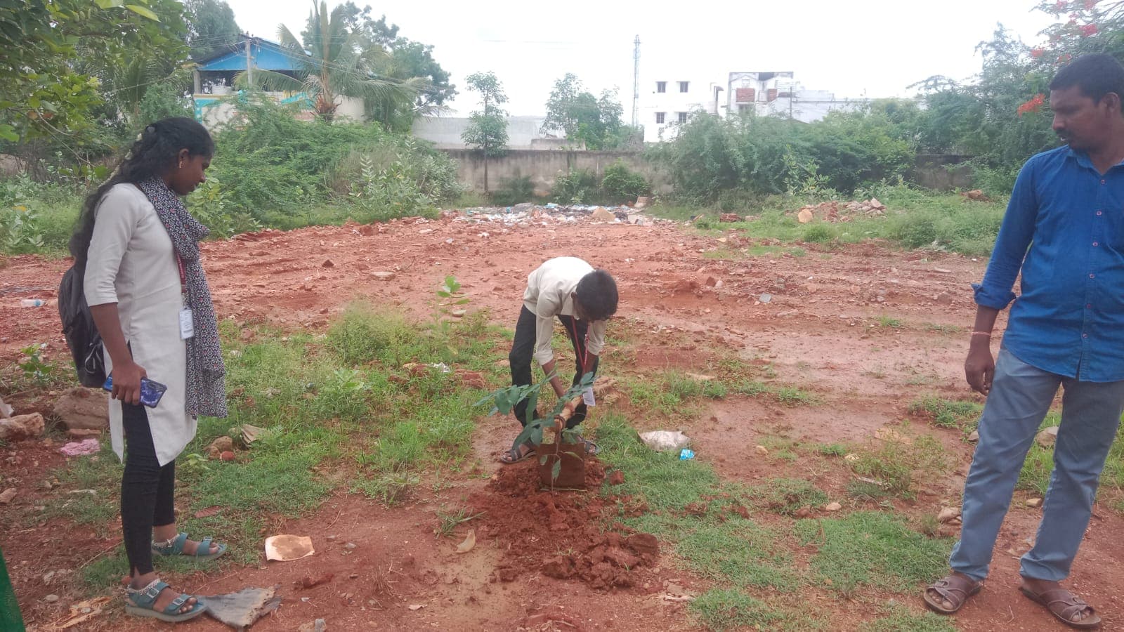 Tree plantation